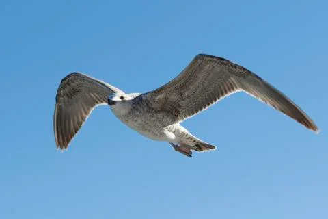Caspian Gull Stockfoto's