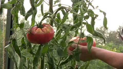  caspian pink 스톡 동영상 882353