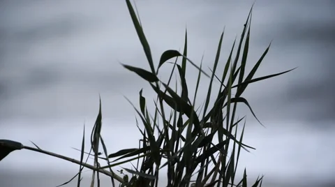 Caspian Sea waves Stock Footage 62405669