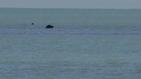Caspian seal Stock Footage 260218293