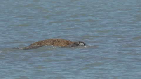 Caspian seal Stock Footage 260219102