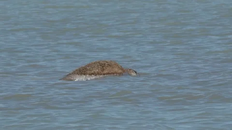 Caspian seal Stock Footage 260219193