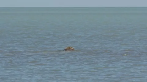 Caspian seal Stock Footage 260219236