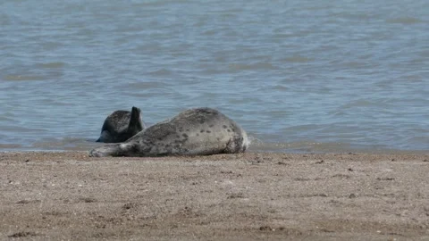 Caspian seal Stock Footage 260219389