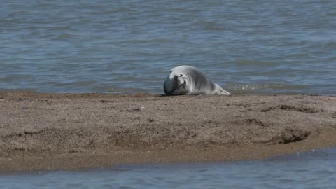 Caspian seal Stock Footage 260219393