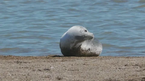 Caspian seal Stock Footage 260219554