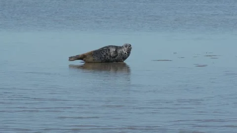 Caspian seal Stock Footage 260219606