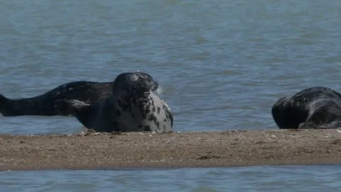 Caspian seals Vidéo 260218742