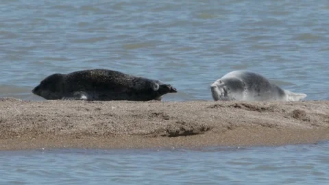 Caspian seals Stock Footage 260219097