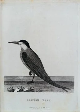 A Caspian tern. Etching by P. Mazell. Stock Illustration