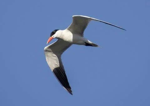 Caspian tern flying Stock Photos