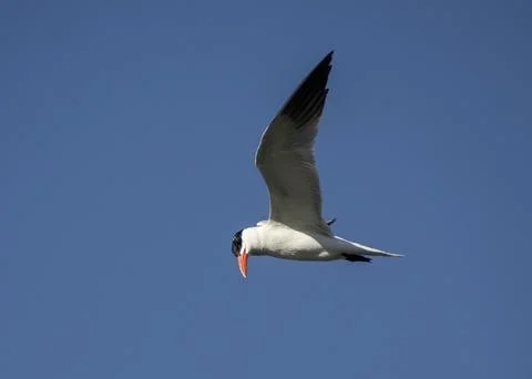 Caspian tern flying Stock Photos