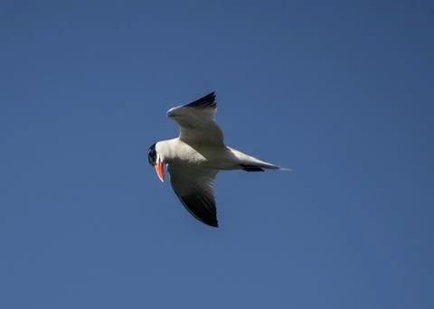 Caspian tern flying Stock Photos