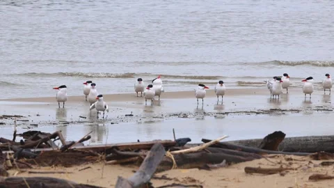 Caspian tern migratory flock resting on a sandy beach in Lake Michigan. Stock Footage 332833619