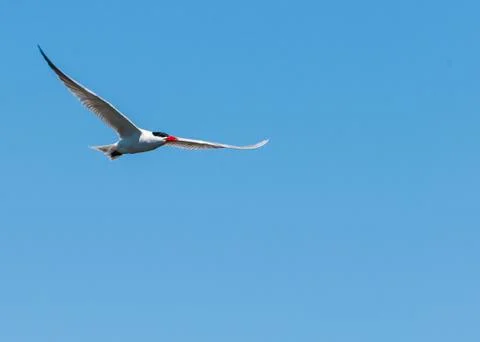 Caspian tern Foto stock