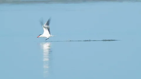 Caspian Tern Skimming Stock Footage