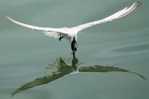 A Caspian Tern swoops down to the water. Stock Photos