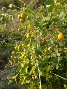 Caspinalia fruit Stock Photos