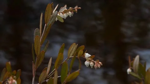 Cassandra flowers. Water flows in the background. Chamaedaphne calyculata. Stock Footage 269221201