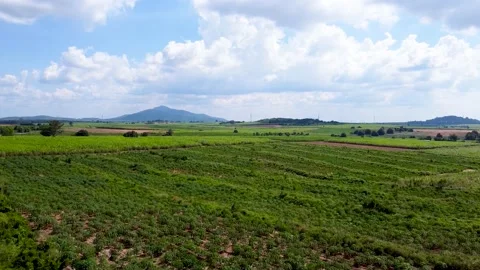 Cassava And Sugarcane Fields  Countryside Stock Footage 143765489
