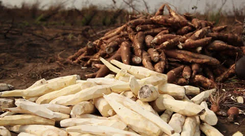 Cassava being peeled Vídeos de archivo 25489600