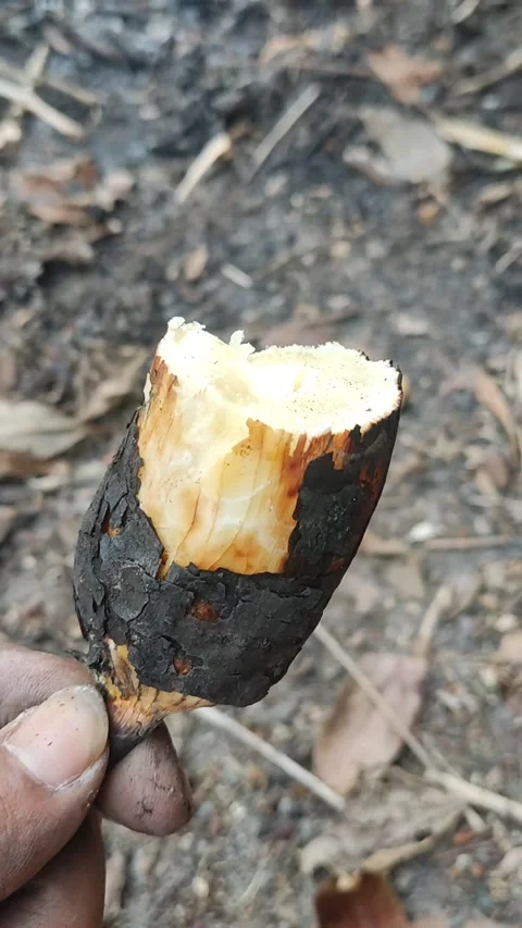 Cassava burned Stock Footage 280028714