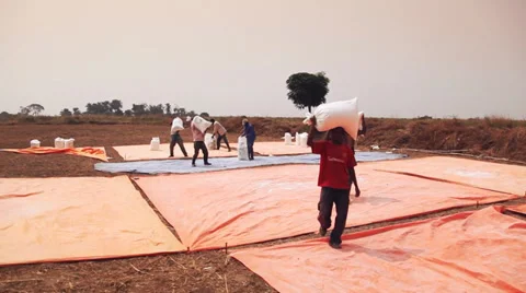Cassava carry Vídeos de archivo 37022590