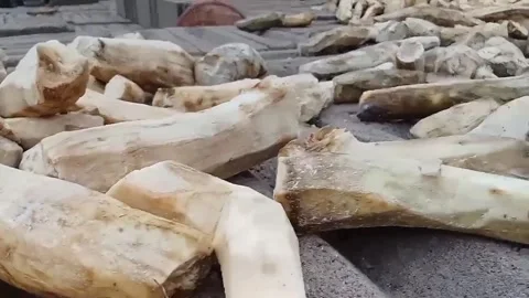 Cassava cassava is the basic ingredient of cassava Video stock 290813536