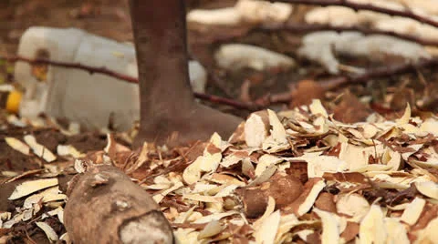 Cassava chips on ground Vídeos de archivo 25488054