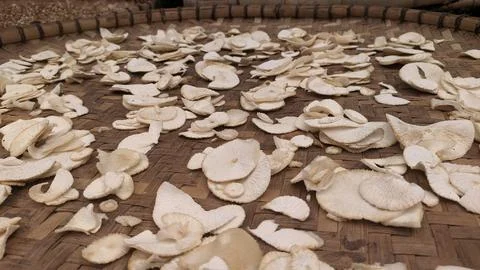 Cassava chips making process Stock Photos