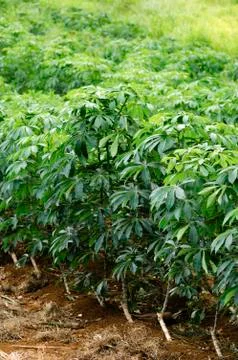 Cassava crops Stock Photos