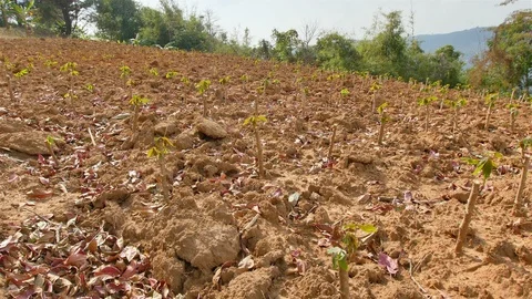 Cassava Farm Stock Footage 91676255