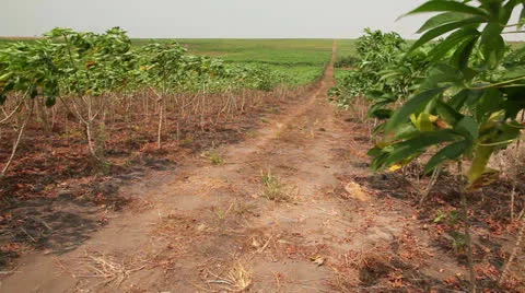 Cassava field and road Vídeos de archivo 25488356