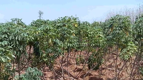 Cassava field manioc tree Stock-Footage 120110445