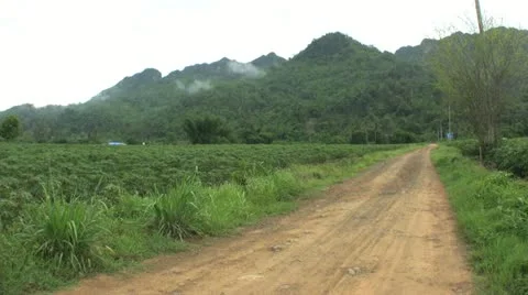 Cassava Field-Pan right to left 스톡 동영상 10941663