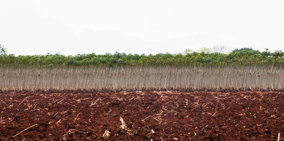 Cassava field Stock Photos