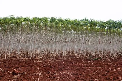 Cassava field Stock Photos