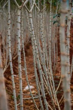 Cassava field Stock Photos