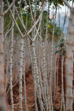 Cassava field Foto stock