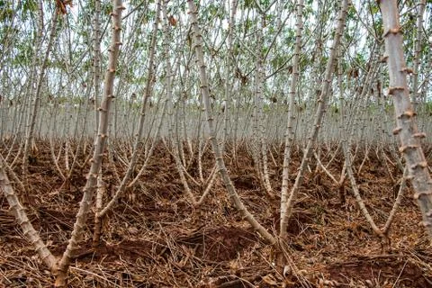 Cassava field Stock Photos