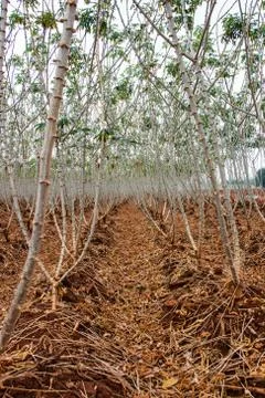 Cassava field Stock Photos