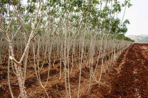 Cassava field Stock Photos