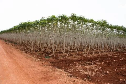 Cassava field Stock Photos