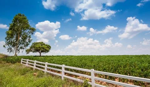 Cassava field Stock Photos