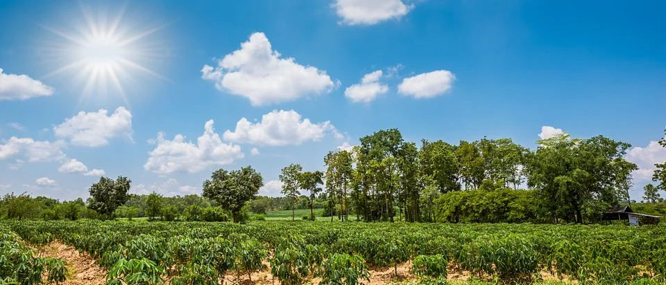 Cassava field Stock Photos