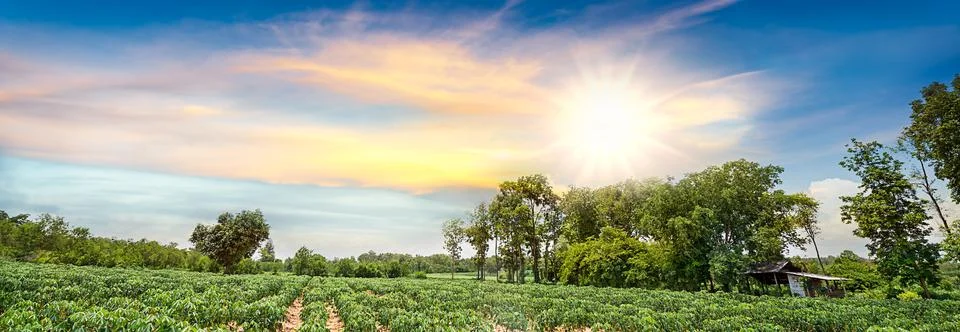 Cassava field Stock Photos