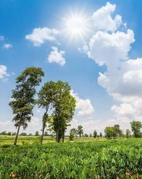Cassava field Stock Photos