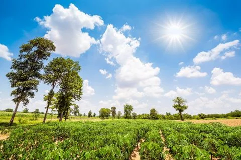 Cassava field Stock Photos
