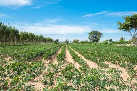 Cassava field Stock Photos