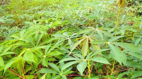 Cassava field Stock Photos